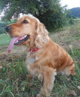 /album/anglicky-kokerspaniel/miusenka2-uprava-jpg/